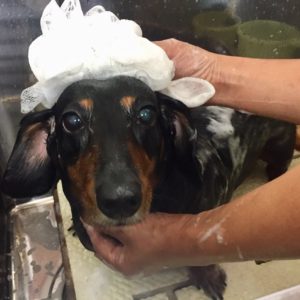 シャンプーダックス