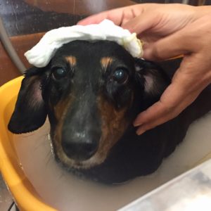 お風呂ダックス