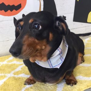 仕上がりダックス