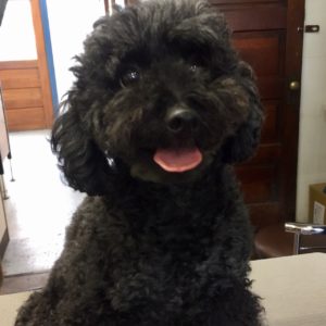 よろしくトイプー