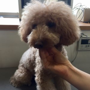 よろしくトイプー