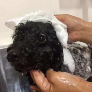 シャンプートイプー