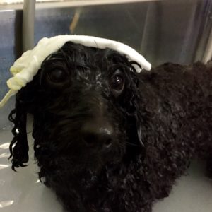 お風呂トイプー