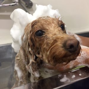 シャンプートイプー