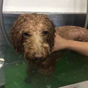 お風呂トイプー