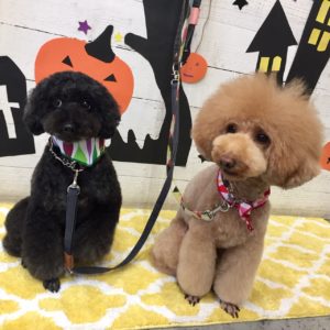 仕上がりトイプー