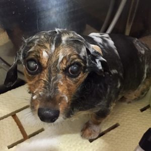 シャンプーミックス