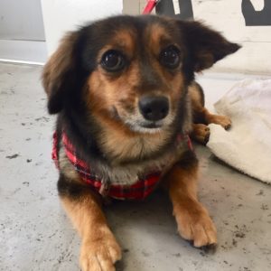 仕上がりミックス