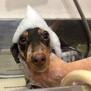 シャンプーダックス