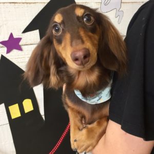 仕上がりダックス