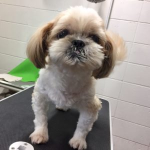 よろしくシーズー