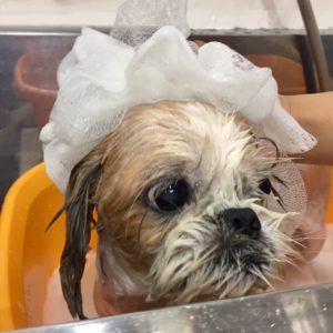 シャンプーシーズー