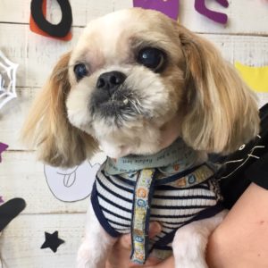 仕上がりシーズー