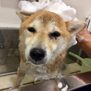 シャンプーしば