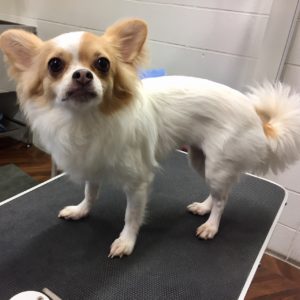 よろしくチワワ