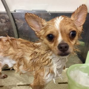 シャンプーチワワ