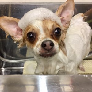 シャンプーチワワ