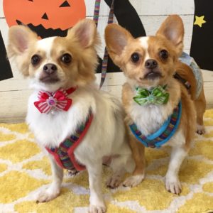 仕上がりチワワ