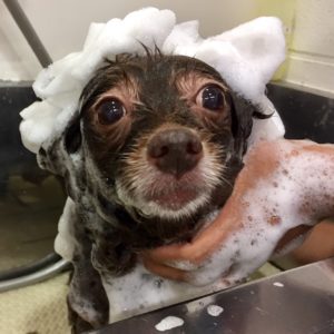 シャンプーミックス