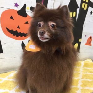 仕上がりミックス