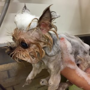 シャンプーヨーキー