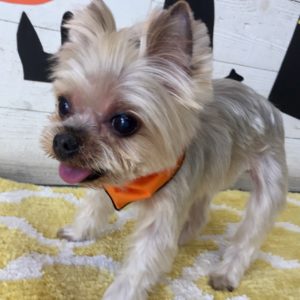 仕上がりヨーキー