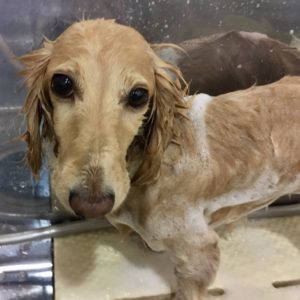 シャンプーダックス