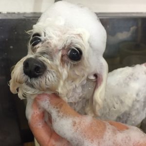 シャンプートイプー