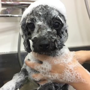 シャンプートイプー