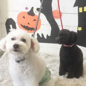 仕上がりトイプー