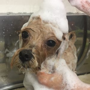 シャンプーミックス