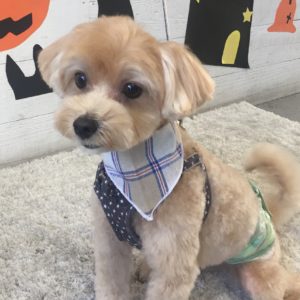 仕上がりミックス