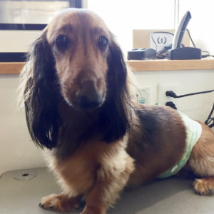 よろしくダックス