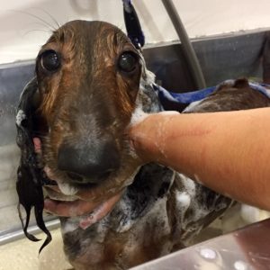 シャンプーダックス