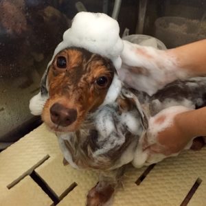 シャンプーダックス