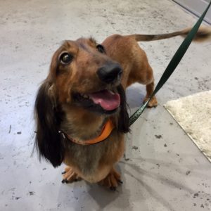 仕上がりダックス