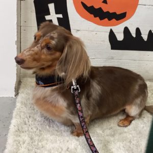 仕上がりダックス