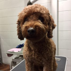 よろしくトイプー