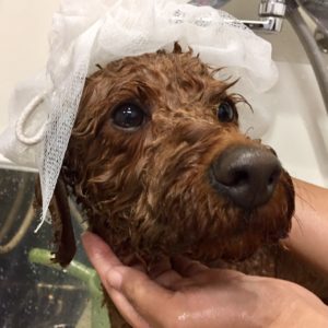 シャンプートイプー