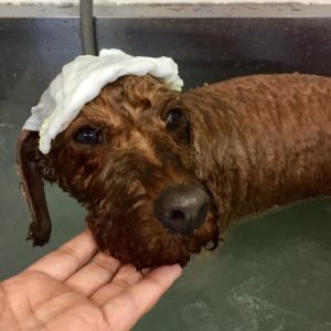 お風呂トイプー