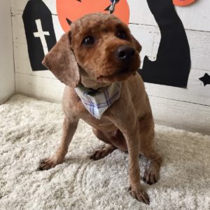 仕上がりトイプー