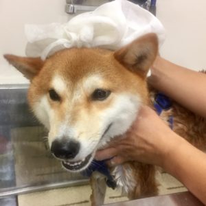 シャンプーしば