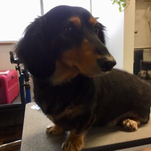 よろしくダックス