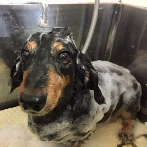 シャンプーダックス