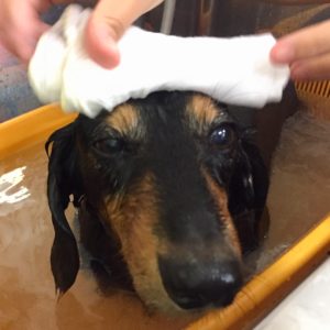 お風呂ダックス