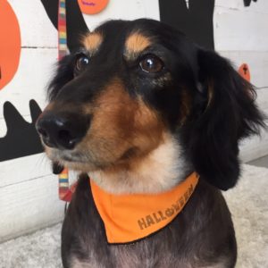 仕上がりダックス