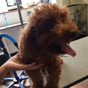 よろしくトイプー