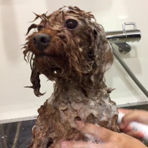 シャンプートイプー