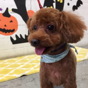 仕上がりトイプー