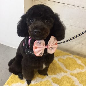 仕上がりトイプー